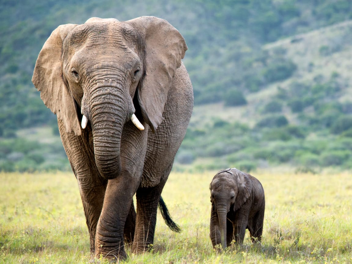 Impact – Elefanten als Beispiel für lokale Initiativen